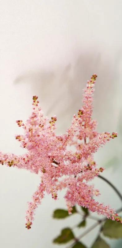 Familia: SAXIFRAGACEAE / Especie: Astilbe x arendsii / Nombre común: Astilbe César David Martínez