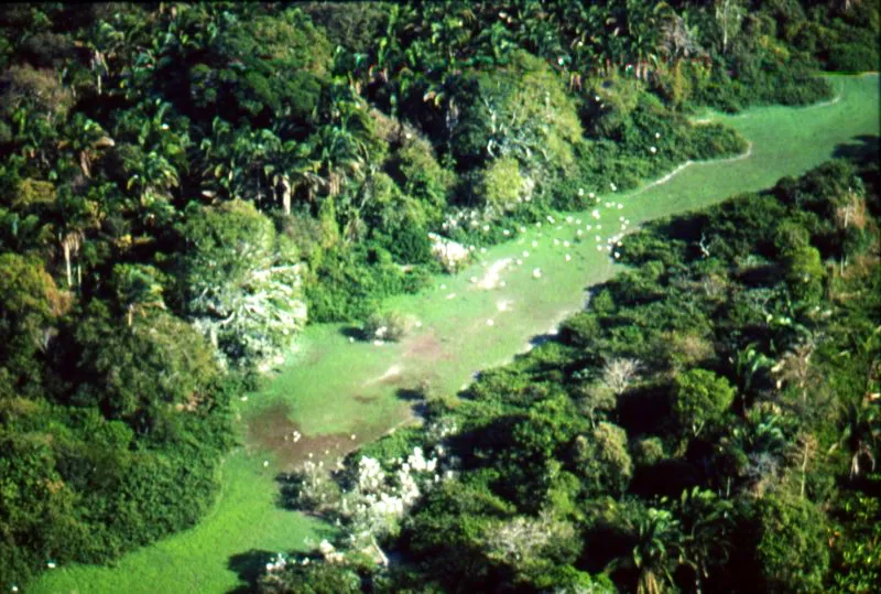 Garceros en el río Pauto, Casanare.