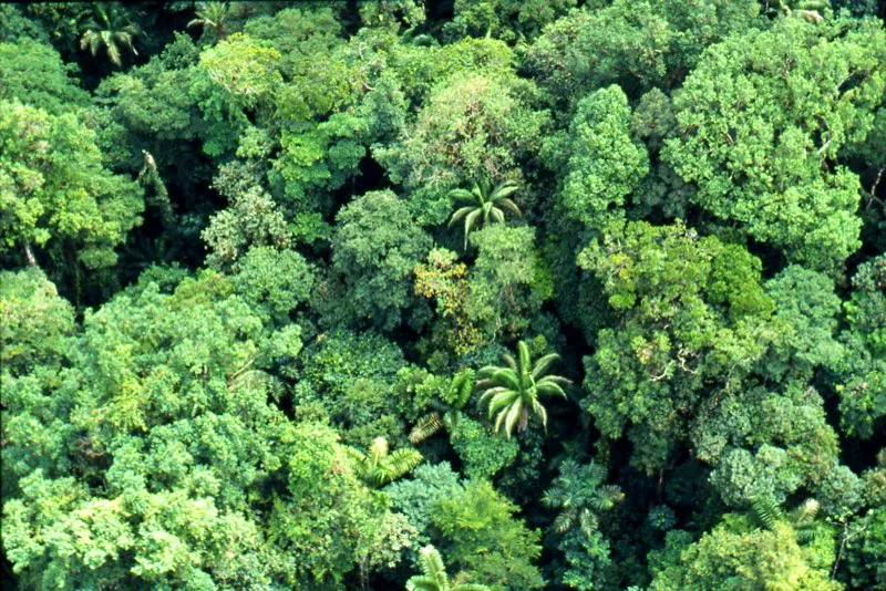 Serranía del Darién, Chocó.