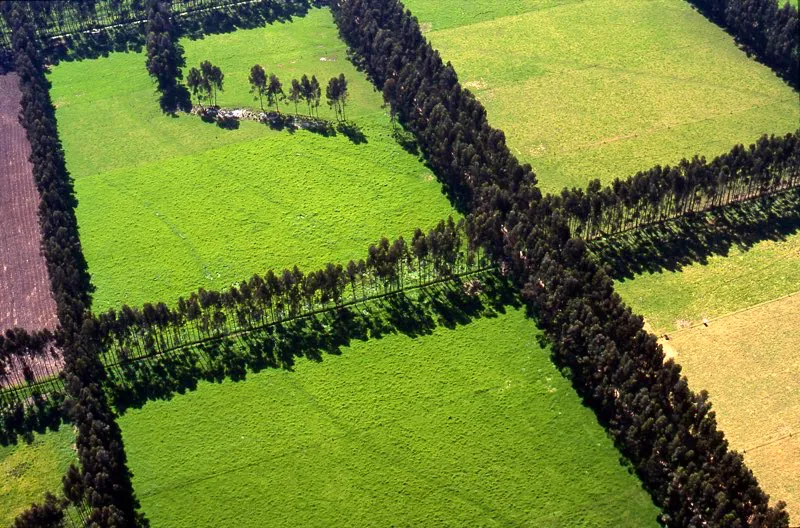 Sabana de Bogotá, Cundinamarca.