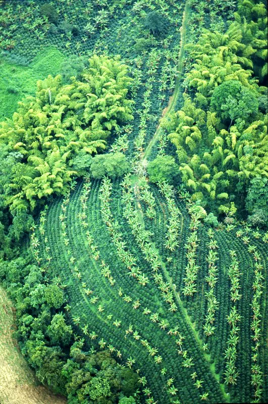 Armenia, Quindío.