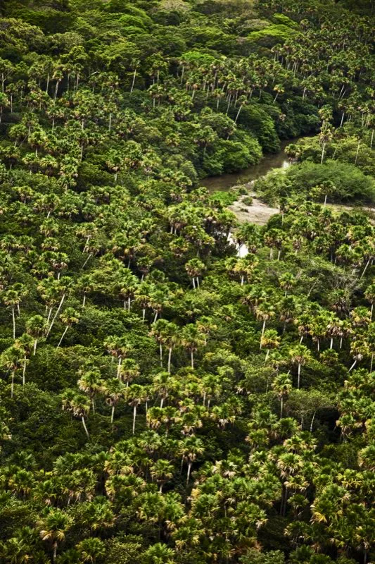 Morichal en el Tinije, Casanare.