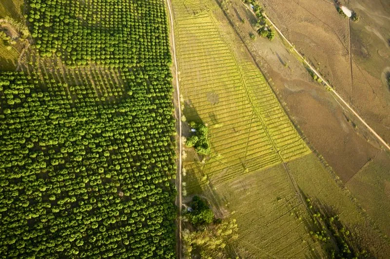 Cultivos de reforestación en Villanueva, Casanare.