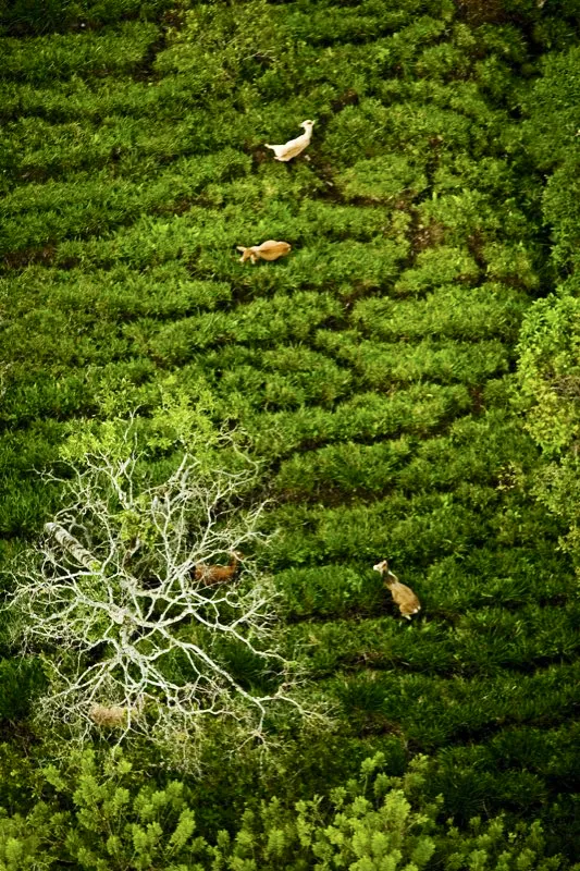 Jericó, Antioquia.