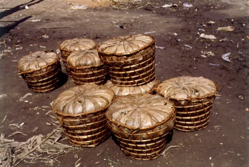 Paneros de trama oblicua en fibra de yarumo, trenzada espiralmente en la base. De rápida elaboración, se usan para guardar, conservar y transportar la fariña o mandioca. Amazonas. Diego Miguel Garcés