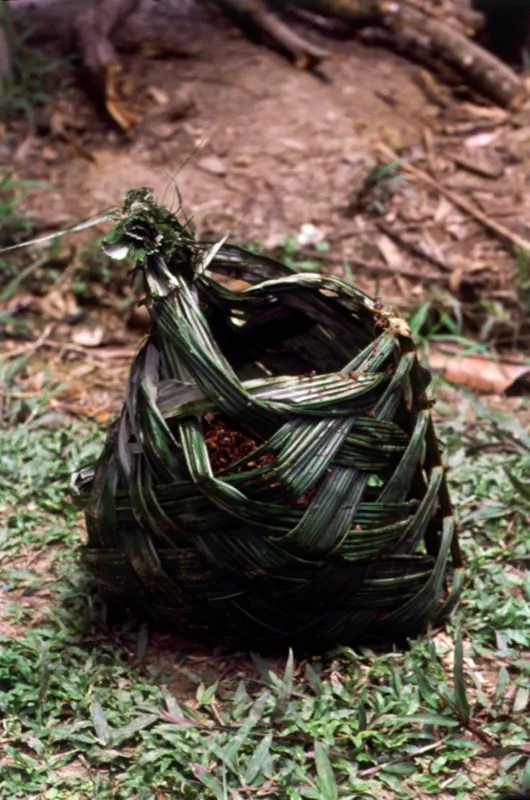 Catarijanos. Empaques indígenas que resultan de trenzar la hoja y la vena de las ramas de las palmas. Son improvisados sobre la marcha, en la selva, para recoger y transportar frutos y alimentos. Los habitantes del Amazonas aprenden desde muy niños a hacer estos empaques con cualquier tipo de fibra del entorno selvático. Amazonas. Diego Miguel Garcés