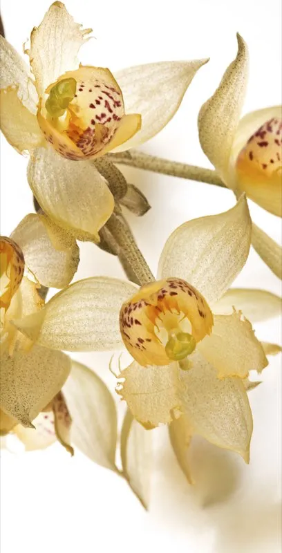 Nombre cientfico: Sievekingia fimbriata // Clima: clido 