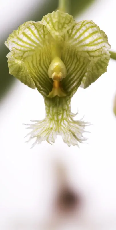 Nombre cientfico: Clowesia warscewiczii // Clima: clido 