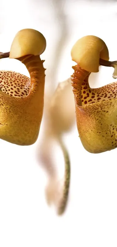 Nombre cientfico: Coryanthes macrantha // Clima: clido 