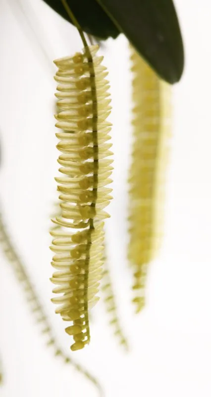 Nombre cientfico: Lepanthopsis floripecten // Clima: medio, fro 