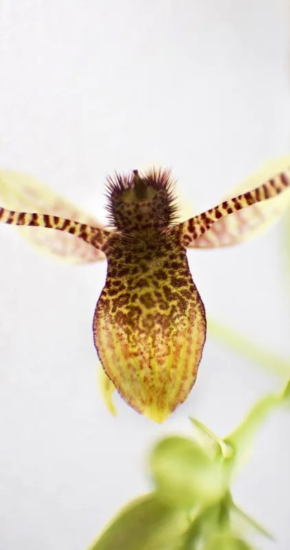 Nombre cientfico: Trichoceros antennifer // Clima: fro 