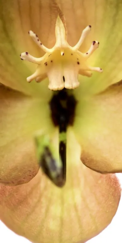 Nombre cientfico: Cycnoches barthiorum // Clima: clido 