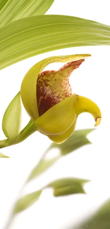 Nombre cientfico: Anguloa cliftonii // Clima: medio 