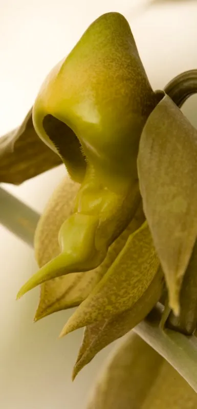 Nombre cientfico: Catasetum maculatum // Flor masculina // Clima: medio 