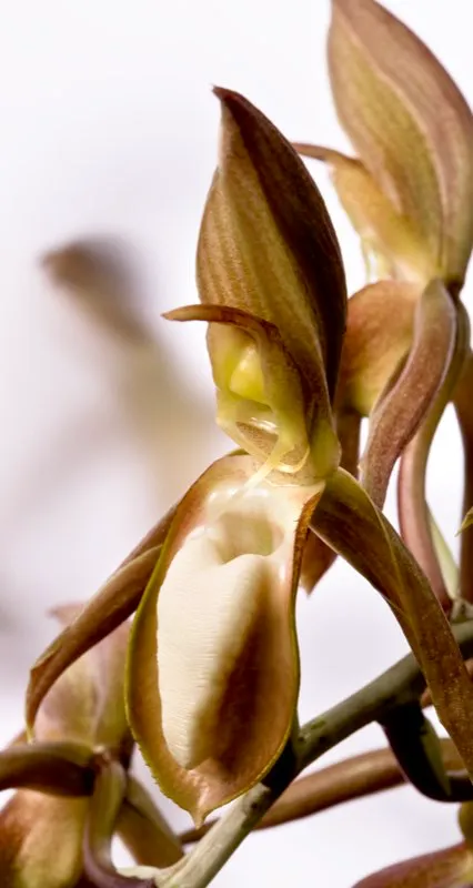 Nombre cientfico: Catasetum tabulare // Flor masculina // Clima: medio 