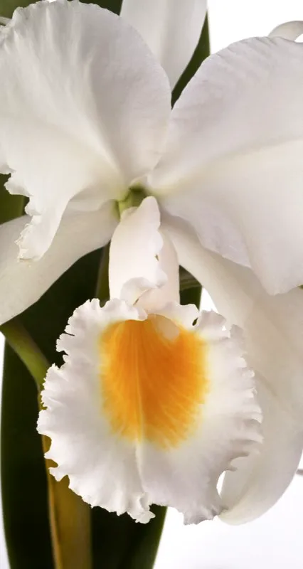 Nombre cientfico: Cattleya schroederae // Clima: clido, medio 