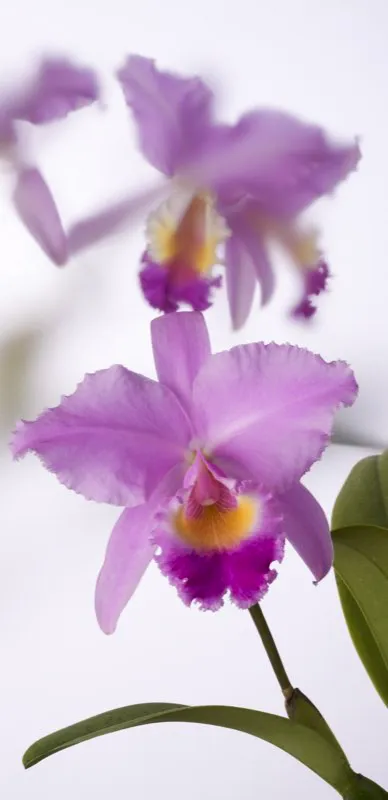Nombre cientfico: Cattleya trianae // Clima: clido, medio 