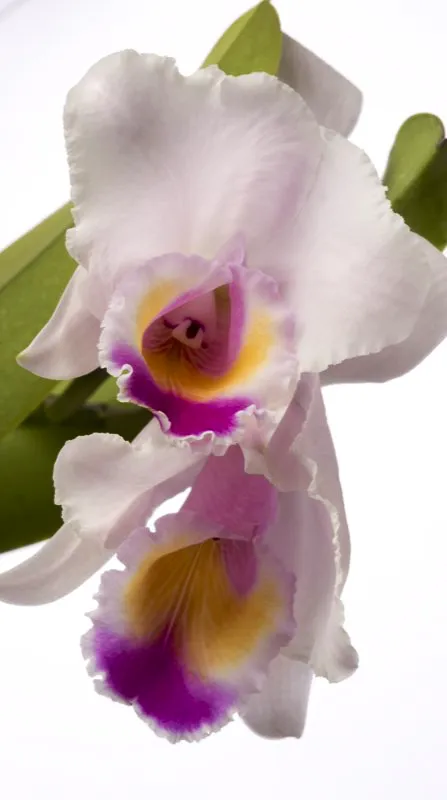 Nombre cientfico: Cattleya quadricolor // Clima: clido, medio 