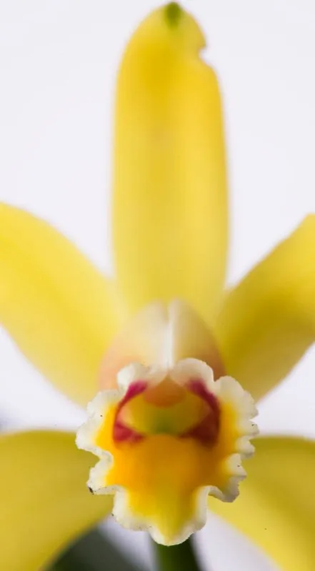 Nombre cientfico: Cattleya luteola // Clima: clido 
