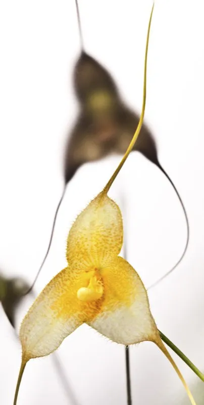 Nombre cientfico: Dracula gorgona var. xanthina // Clima: fro 