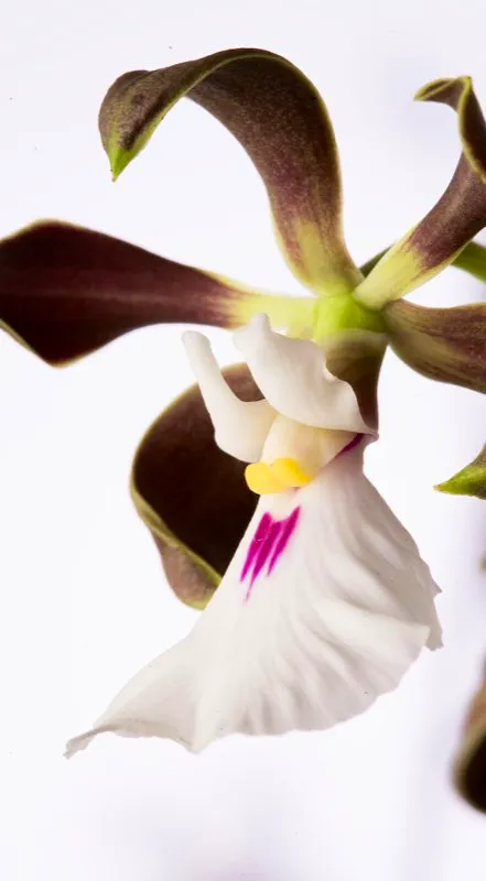 Nombre cientfico: Encyclia cordigera // Clima: clido 
