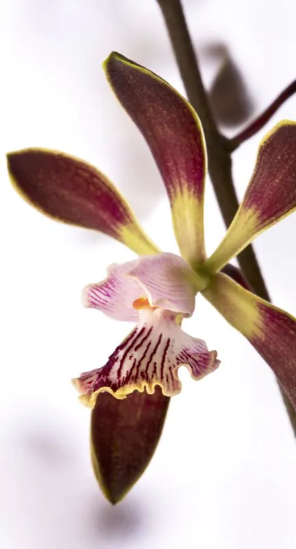 Nombre cientfico: Encyclia alata // Clima: clido 