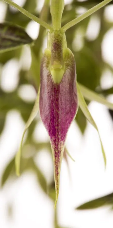 Nombre científico: Epidendrum escobarianum // Clima: medio