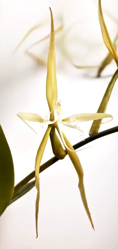Nombre científico: Epidendrum ciliare // Clima: cálido, medio