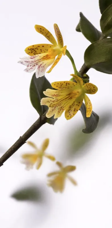 Nombre científico: Epidendrum wallisii // Clima: cálido