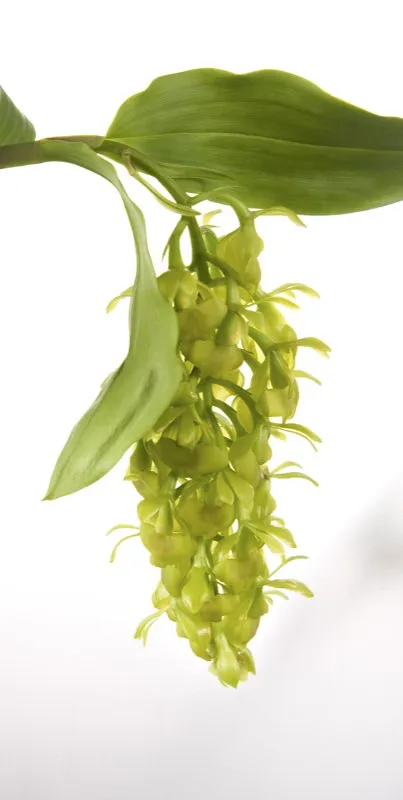 Nombre científico: Epidendrum carchiense // Clima: medio