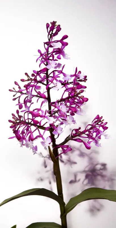 Nombre científico: Epidendrum ionodesme // Clima: medio