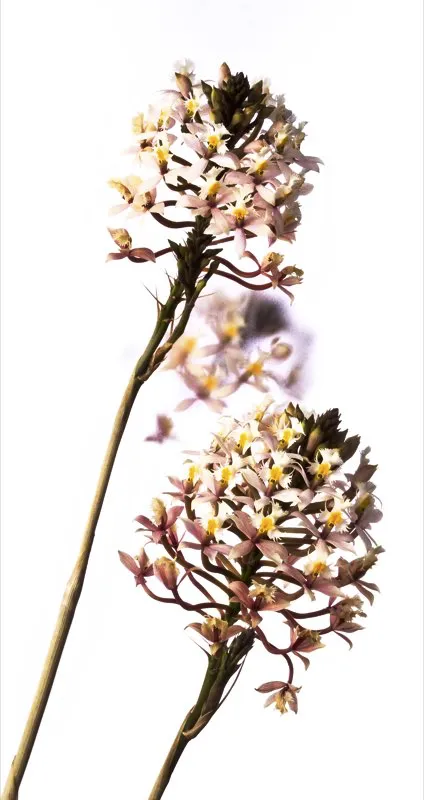 Nombre científico: Epidendrum secundum // Clima: medio, frío