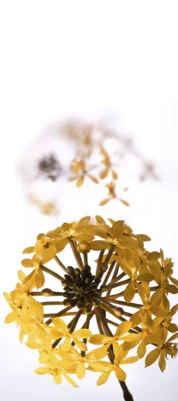Nombre científico: Epidendrum secundum var. xanthinum // Clima: cálido a frío