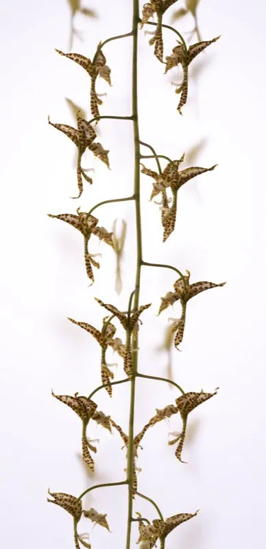 Nombre cientfico: Gongora powellii // Clima: medio 