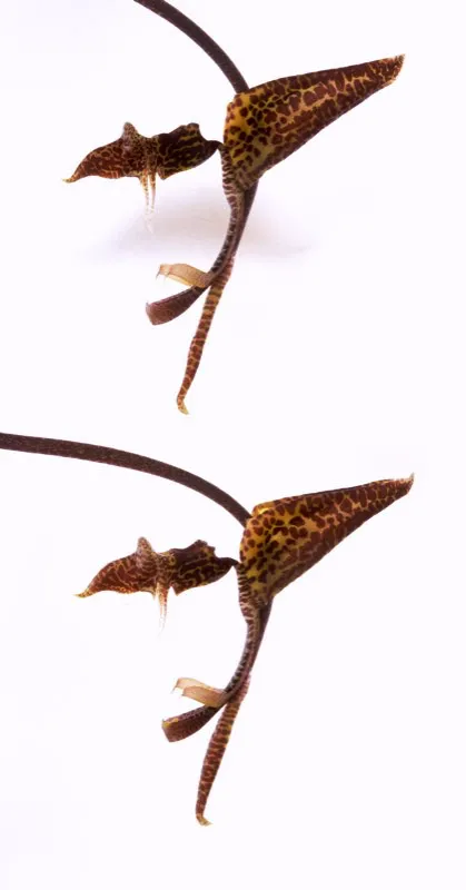 Nombre cientfico: Gongora pleiochroma // Clima: clido, medio 