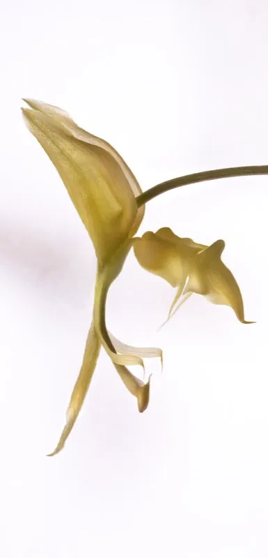 Nombre cientfico: Gongora aromatica // Clima: medio 
