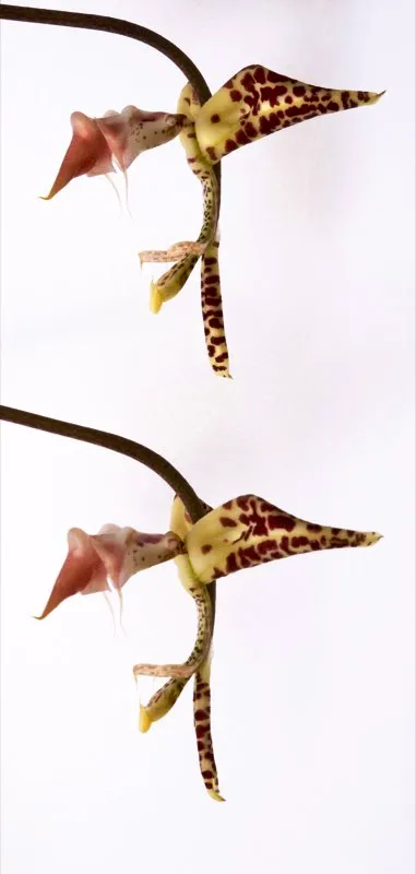 Nombre cientfico: Gongora fulva // Clima: clido, medio 