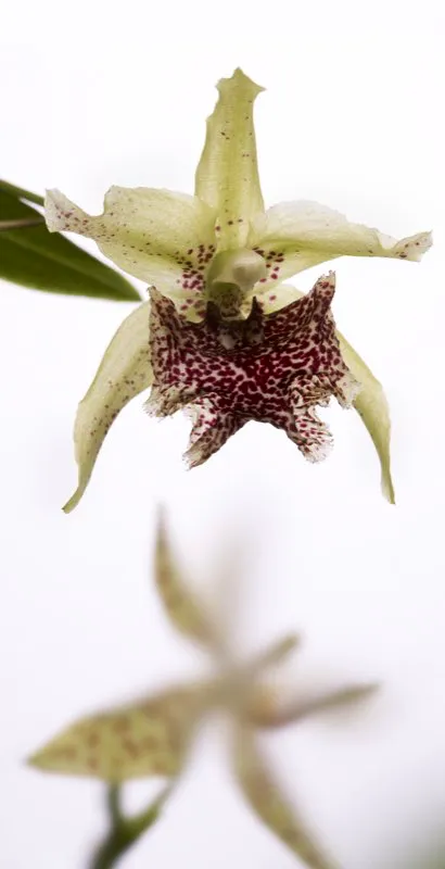Nombre científico: Kefersteinia tolimensis // Clima: medio