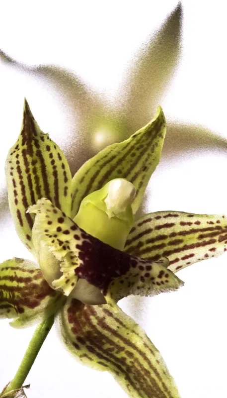 Nombre científico: Kefersteinia graminea // Clima: medio