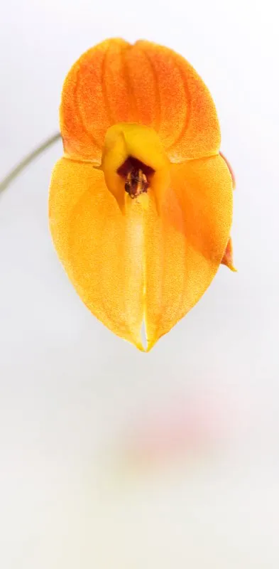 Nombre cientfico: Lepanthes ophelma // Clima: fro 