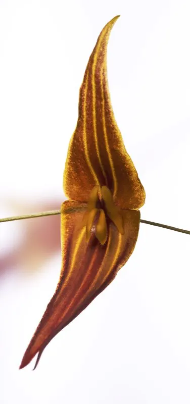 Nombre cientfico: Lepanthes pastonsis // Clima: fro 