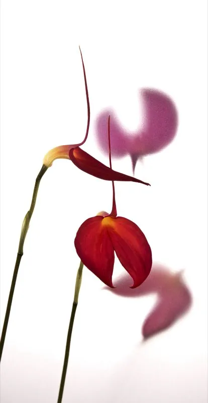 Nombre científico: Masdevallia coccinea // Clima: frío