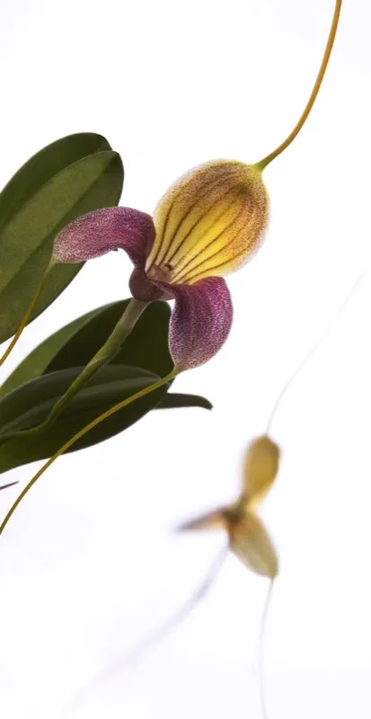 Nombre científico: Masdevallia caudata // Clima: medio, frío
