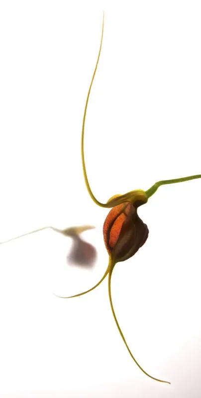 Nombre científico: Masdevallia trochilus // Clima: medio, frío