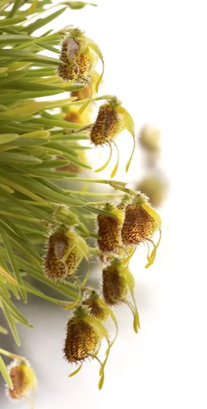 Nombre científico: Masdevallia erinacea // Clima: cálido, medio
