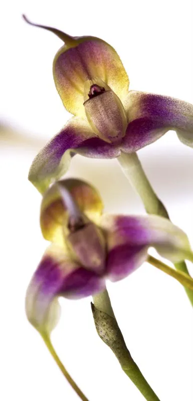 Nombre científico: Masdevallia xanthina // Clima: frío