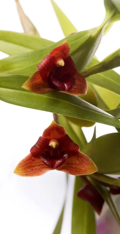 Nombre científico: Maxillaria procurrens // Clima: medio, frío