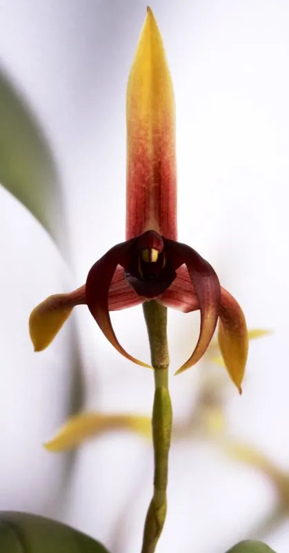 Nombre científico: Maxillaria nigrescens // Clima: medio, frío