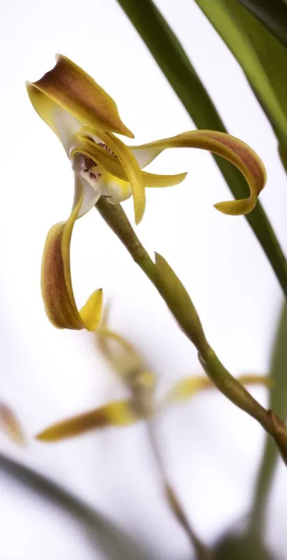 Nombre científico: Maxillaria luteo-grandiflora // Clima: cálido