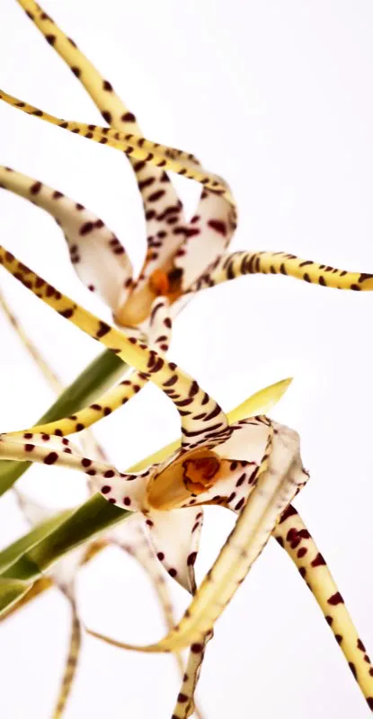 Nombre científico: Maxillaria speciosa // Clima: medio, frío